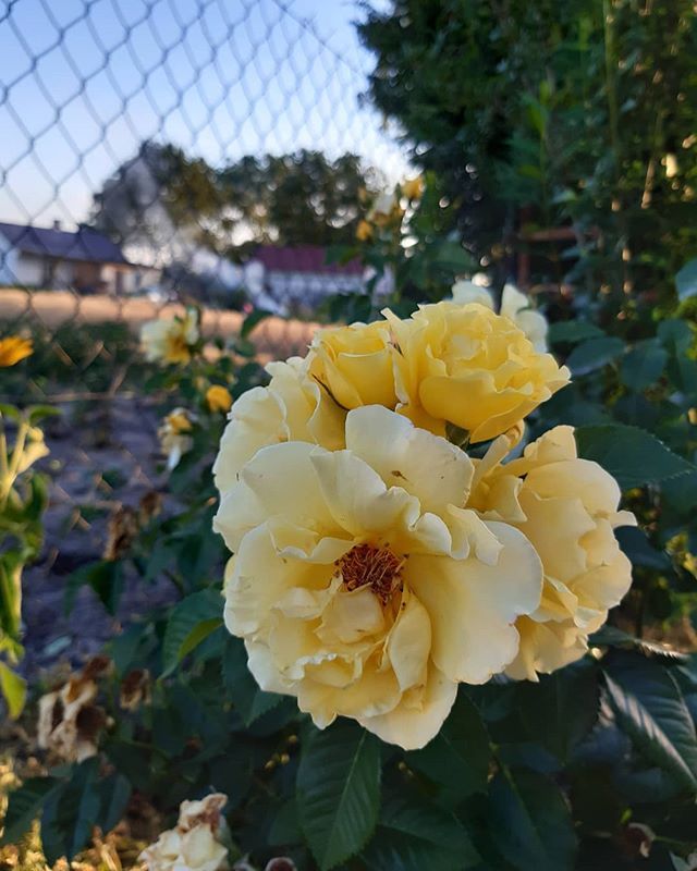 20 Yellow Rose Garden Ideas You Should Check | SharonSable