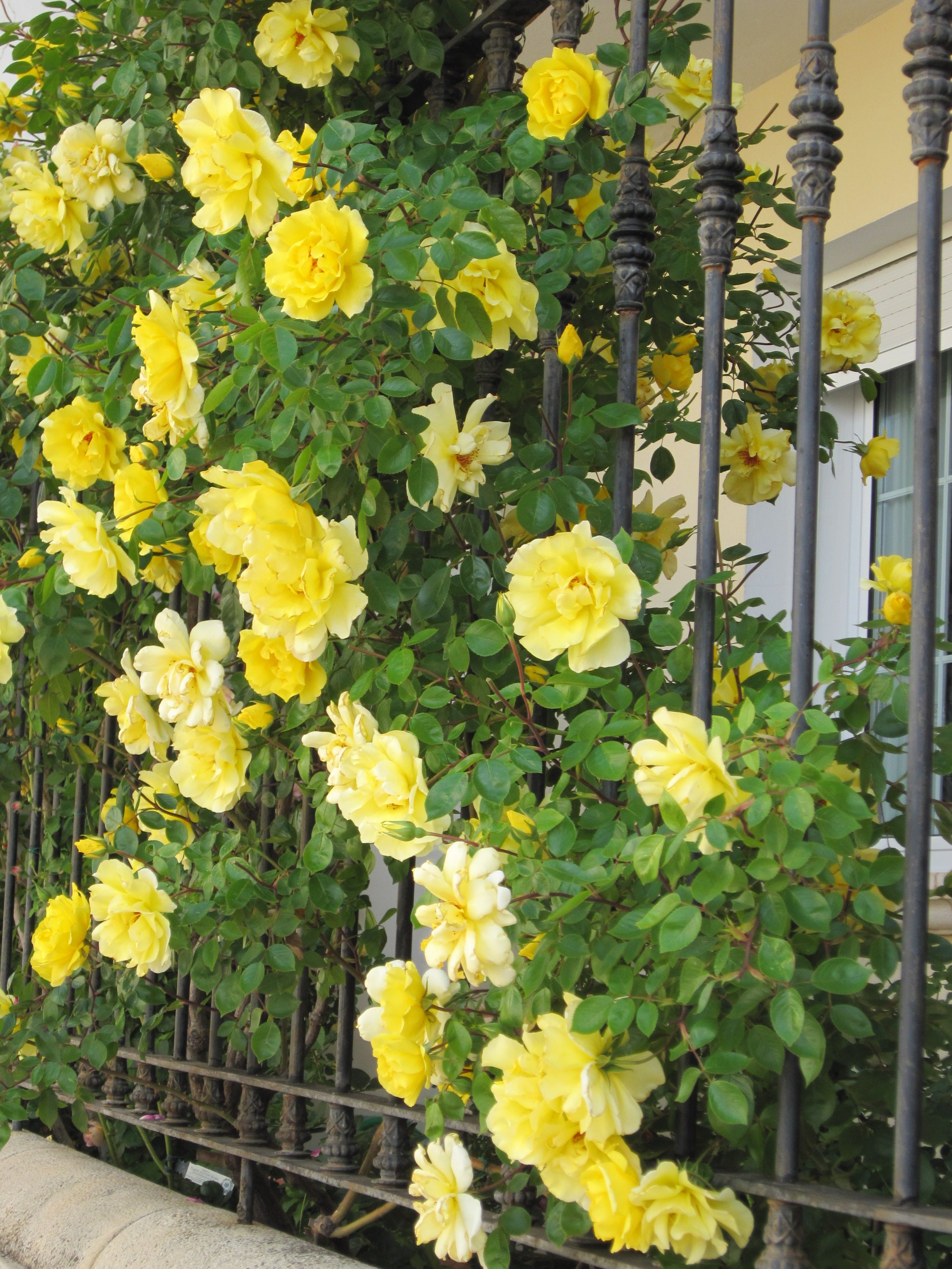 Most Beautiful Yellow Garden Designs