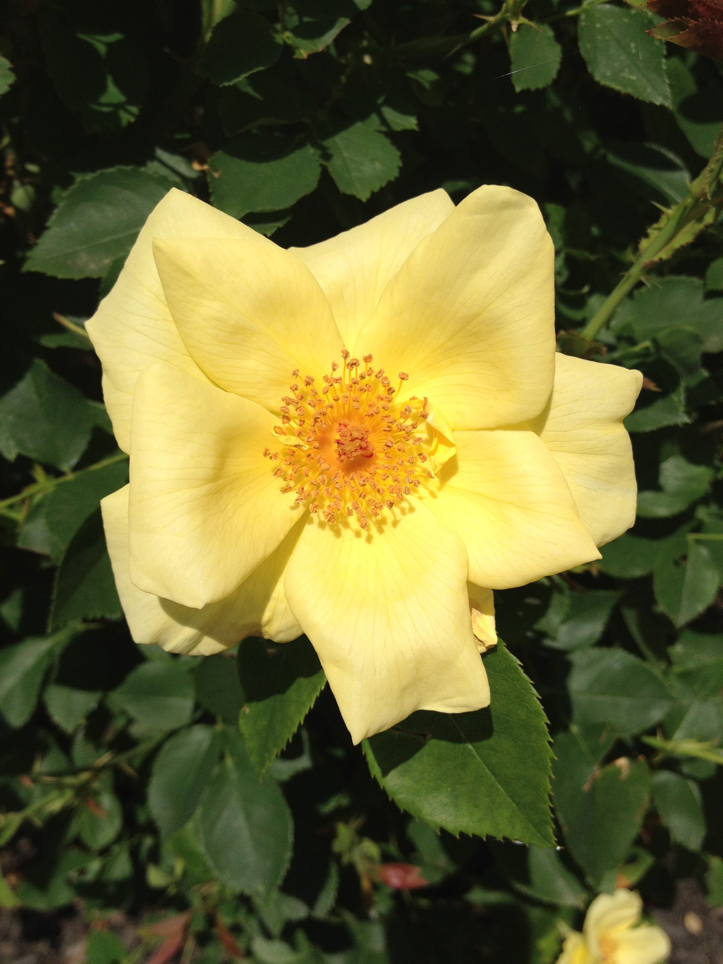 20 Yellow Rose Garden Ideas You Should Check SharonSable