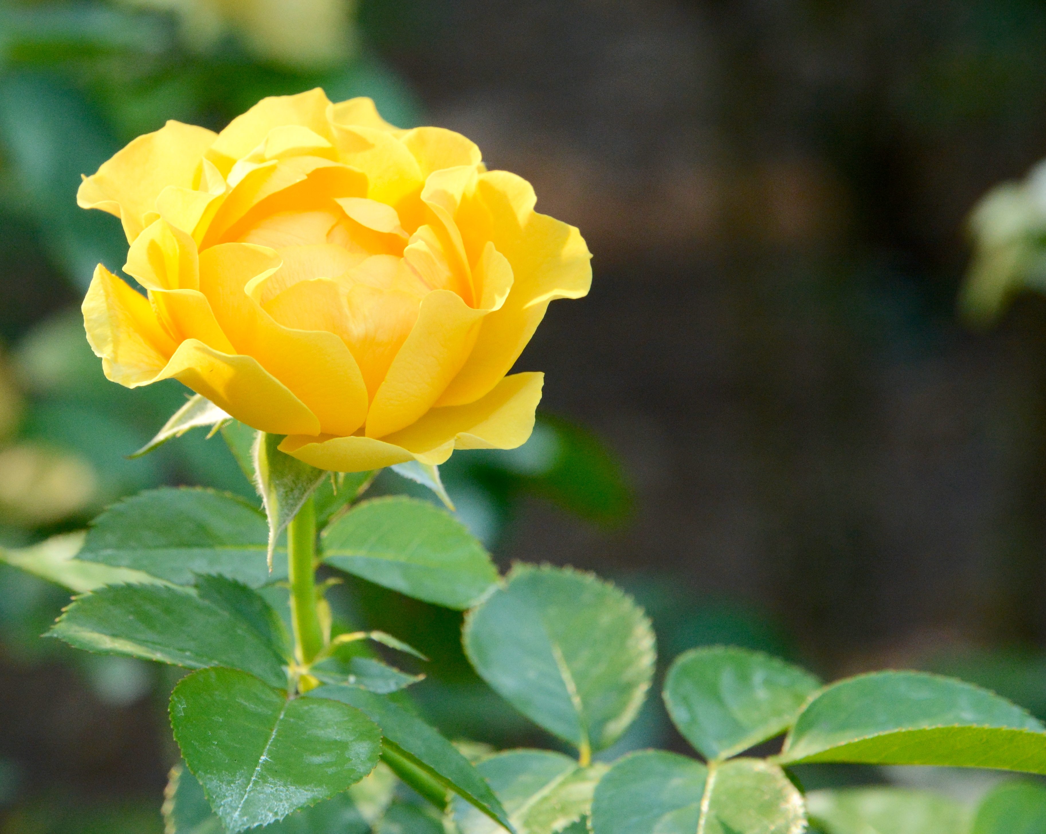 20 Yellow Rose Garden Ideas You Should Check SharonSable
