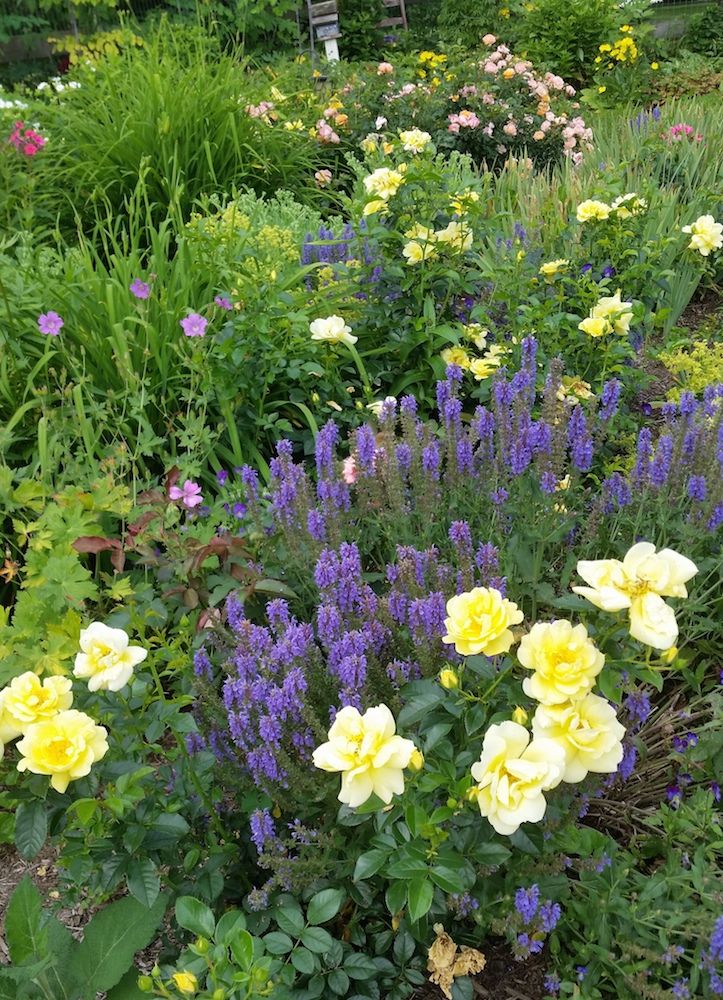 20 Yellow Rose Garden Ideas You Should Check | SharonSable