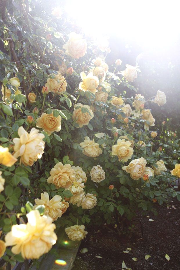 20 Yellow Rose Garden Ideas You Should Check SharonSable