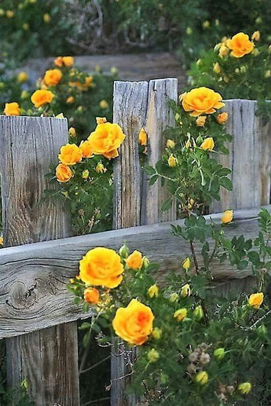 20 Yellow Rose Garden Ideas You Should Check SharonSable