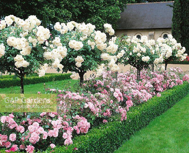 22 Pink Rose Garden Ideas You Must Look SharonSable