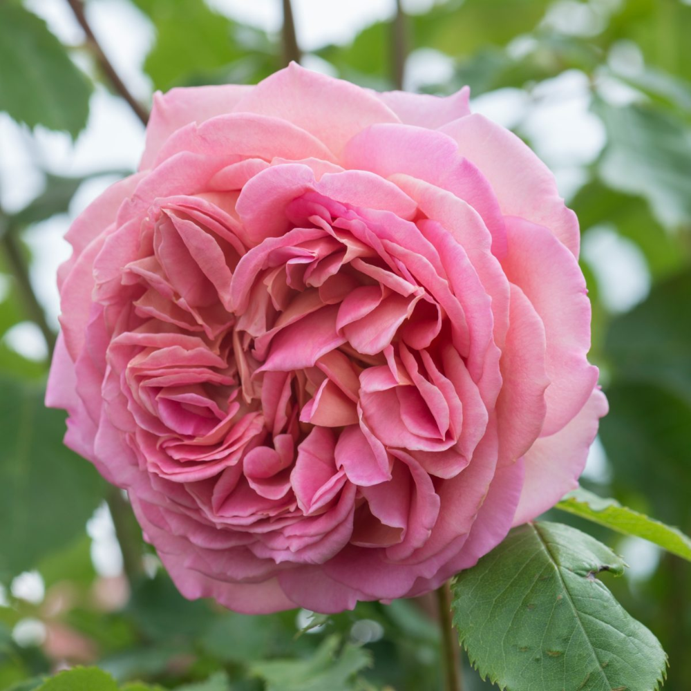 A David Austin Climbing Rose