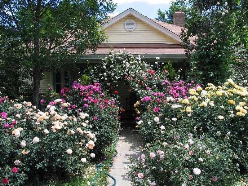 David Austin English Climbing Rose