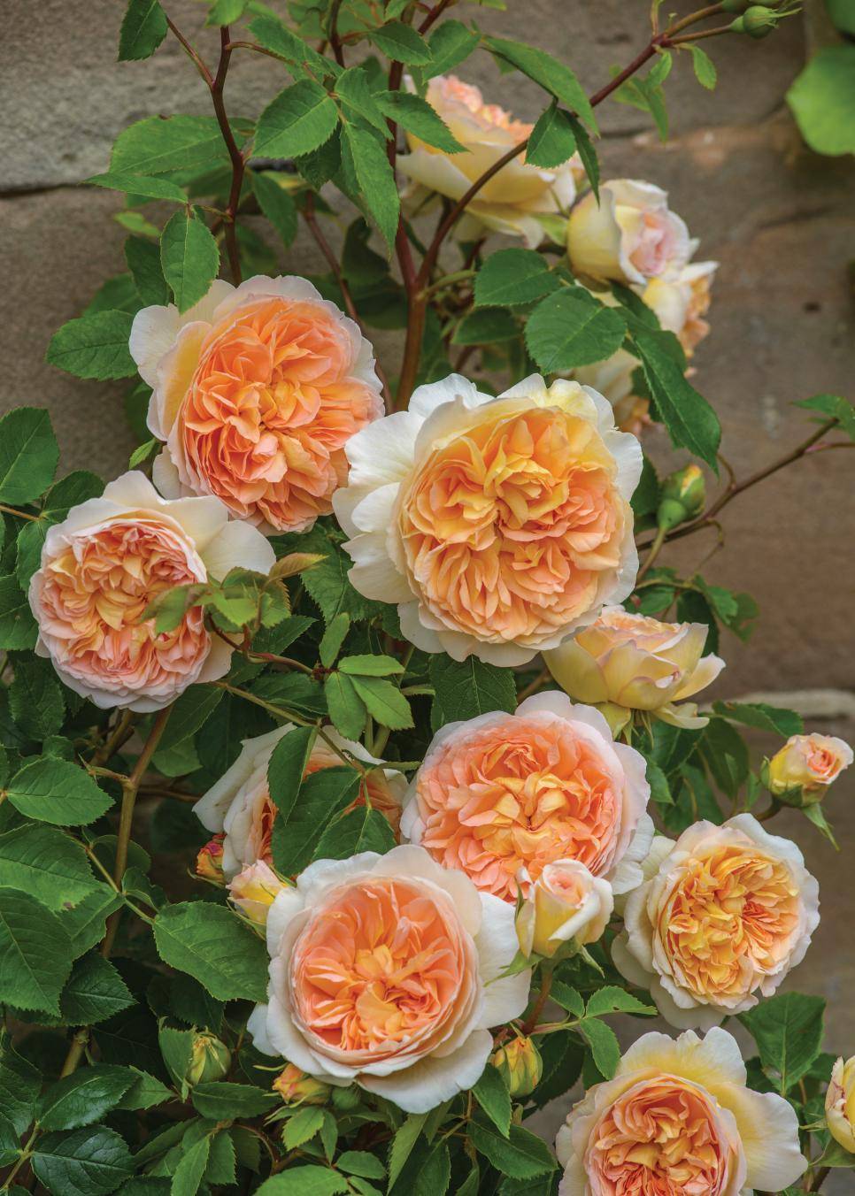 David Austin Heritage Rose