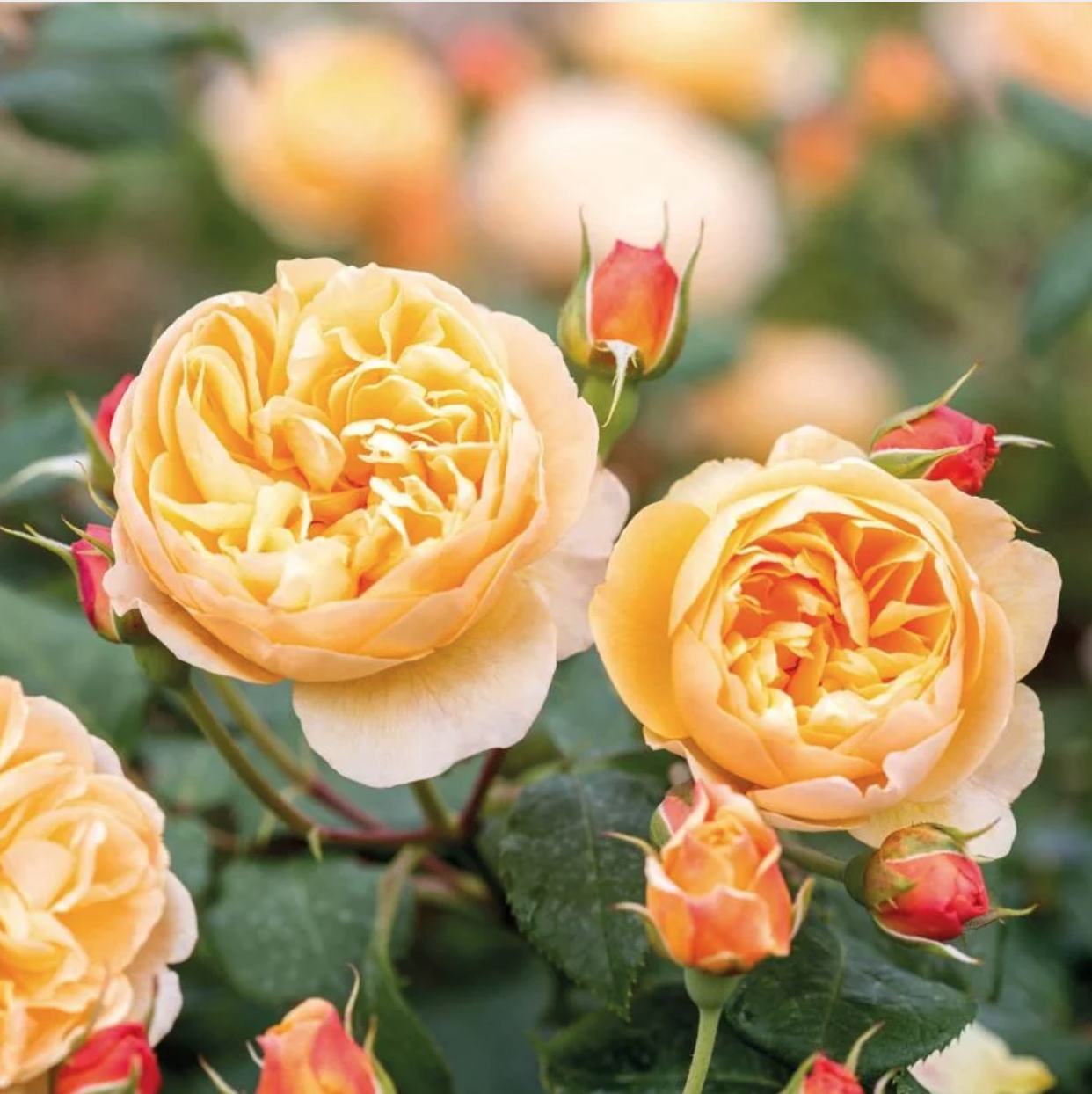 English Rose Perfume Perfection