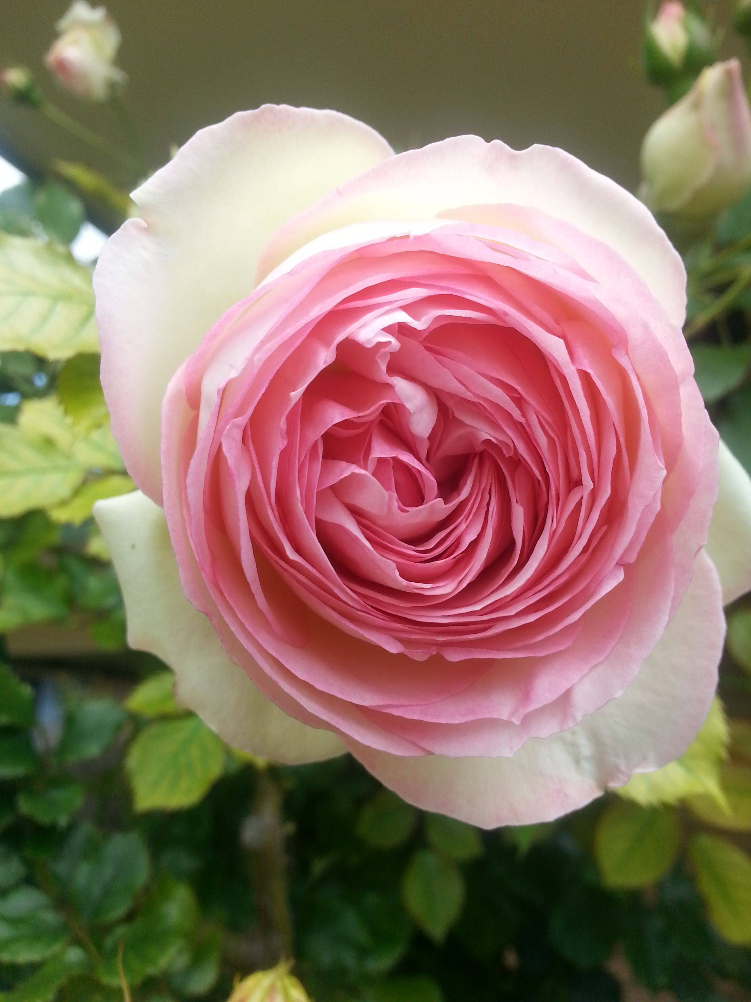 David Austin English