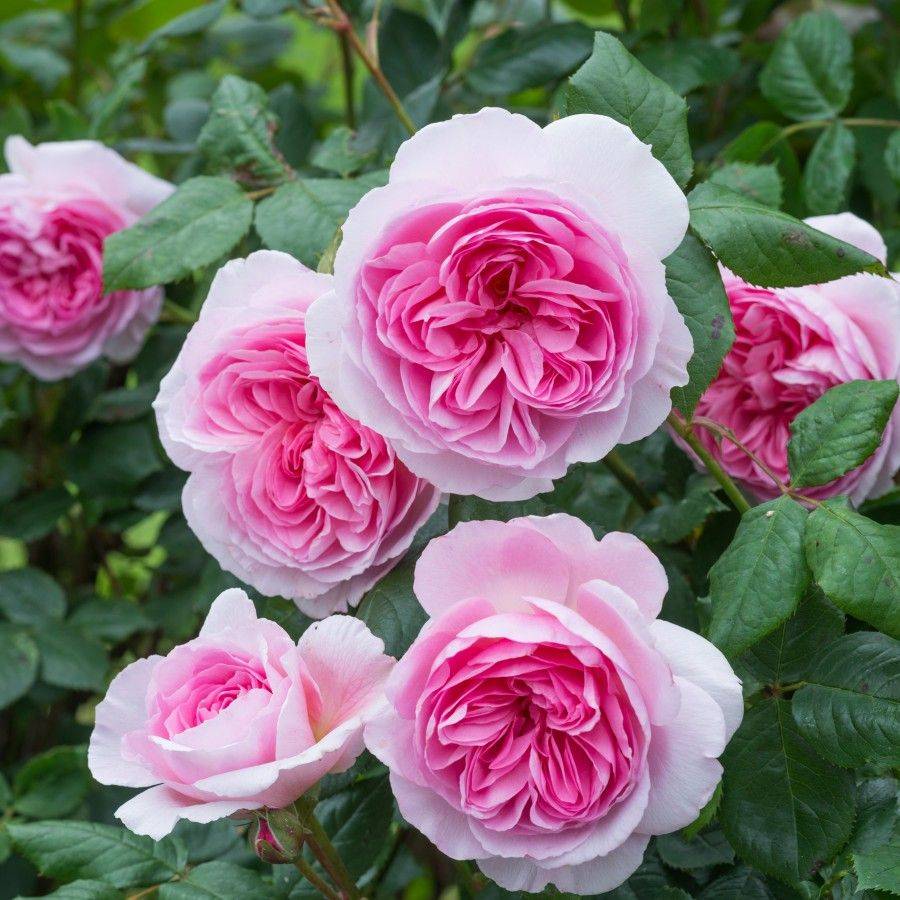 Geoff Hamilton Roses