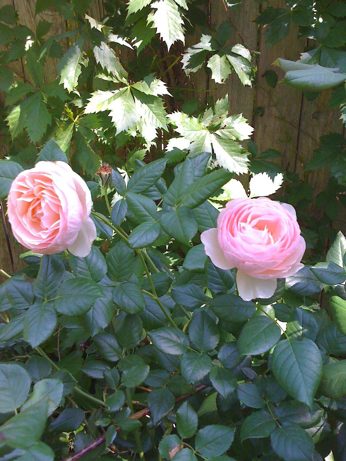 Our David Austin Rose Collection