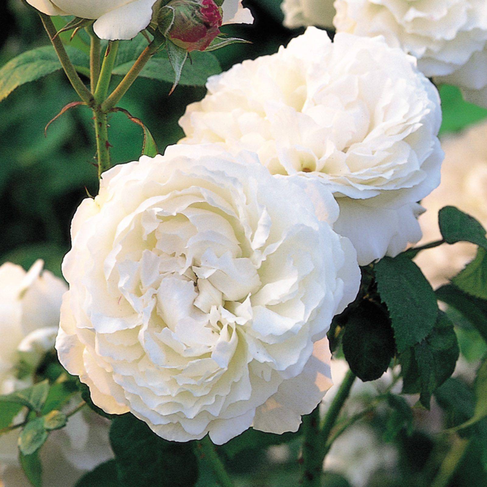 Our David Austin Rose Collection Garden Tips West Coast