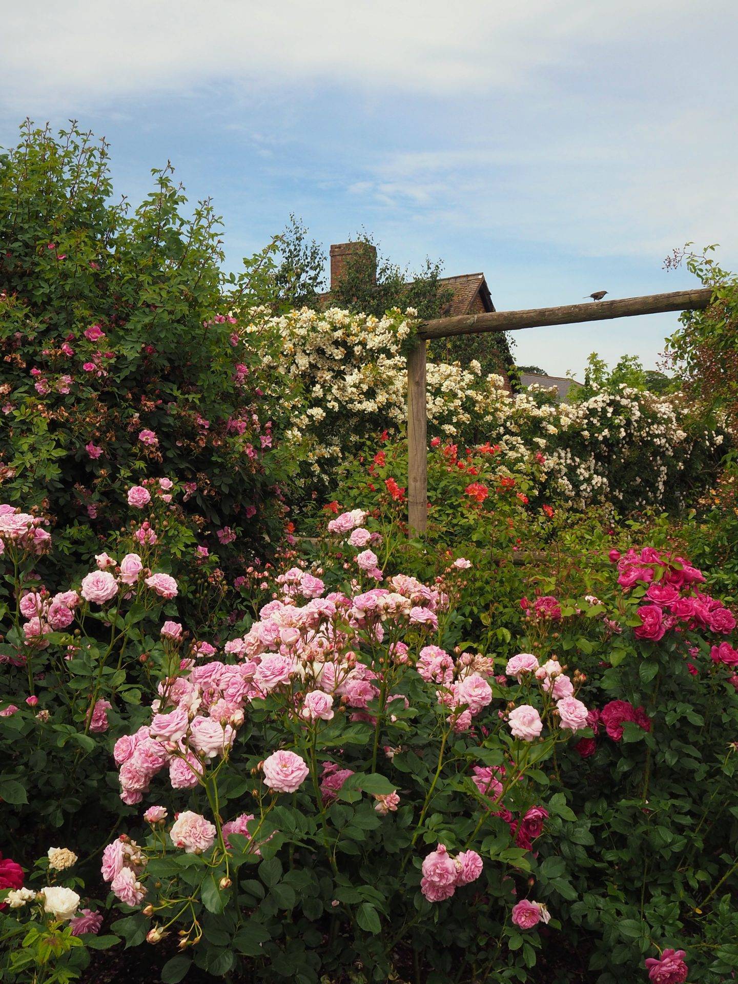 Our David Austin Rose Collection Garden Tips West Coast