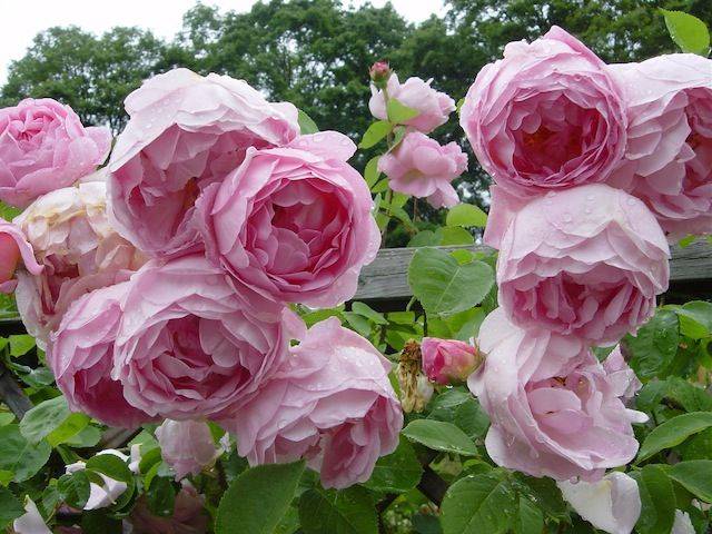 Constance Spry Vackra Rosor