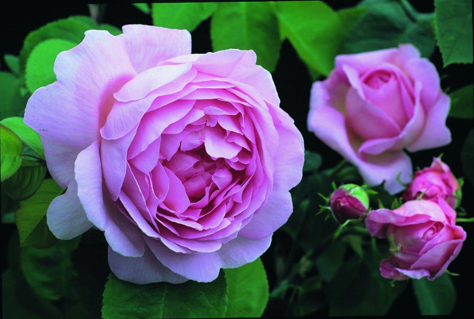 An Amazing Rose