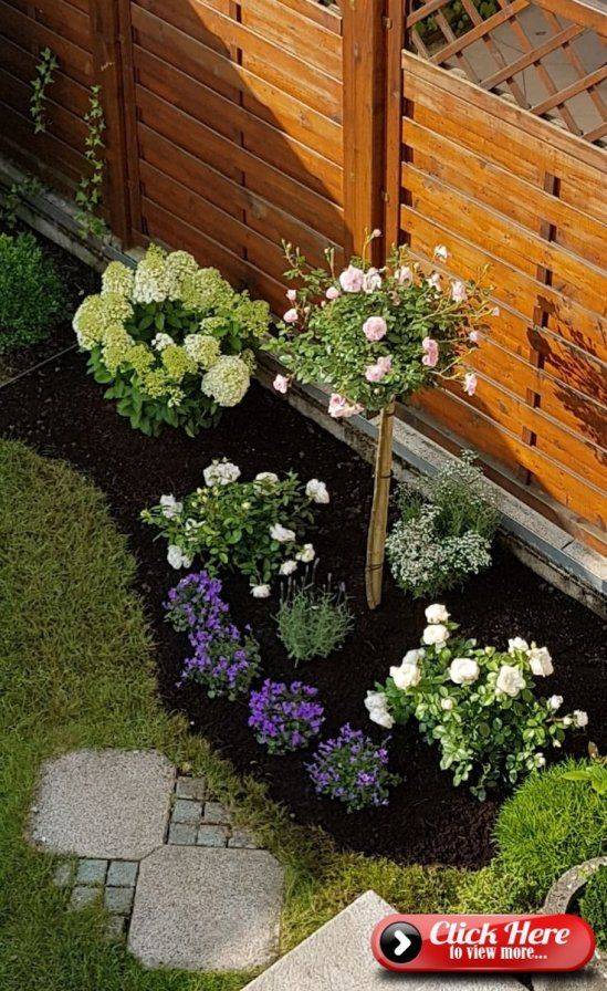 Lavender Path Climbing Roses