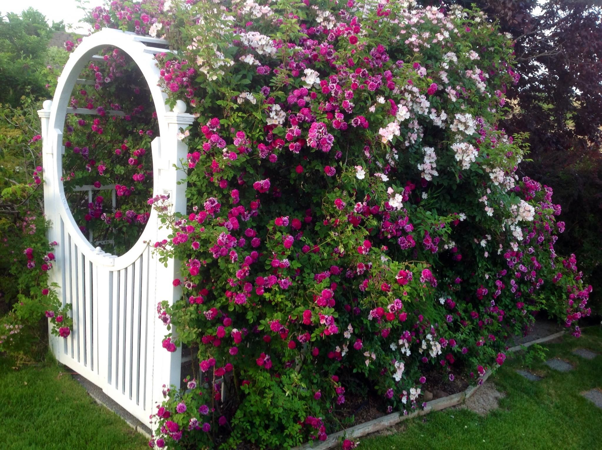 Climbing Roses