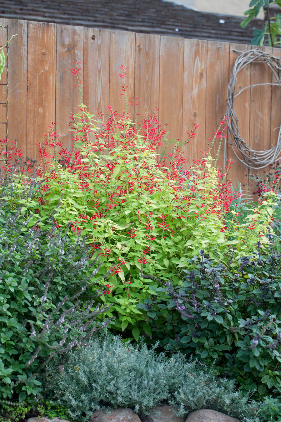 A Successful Herb Garden