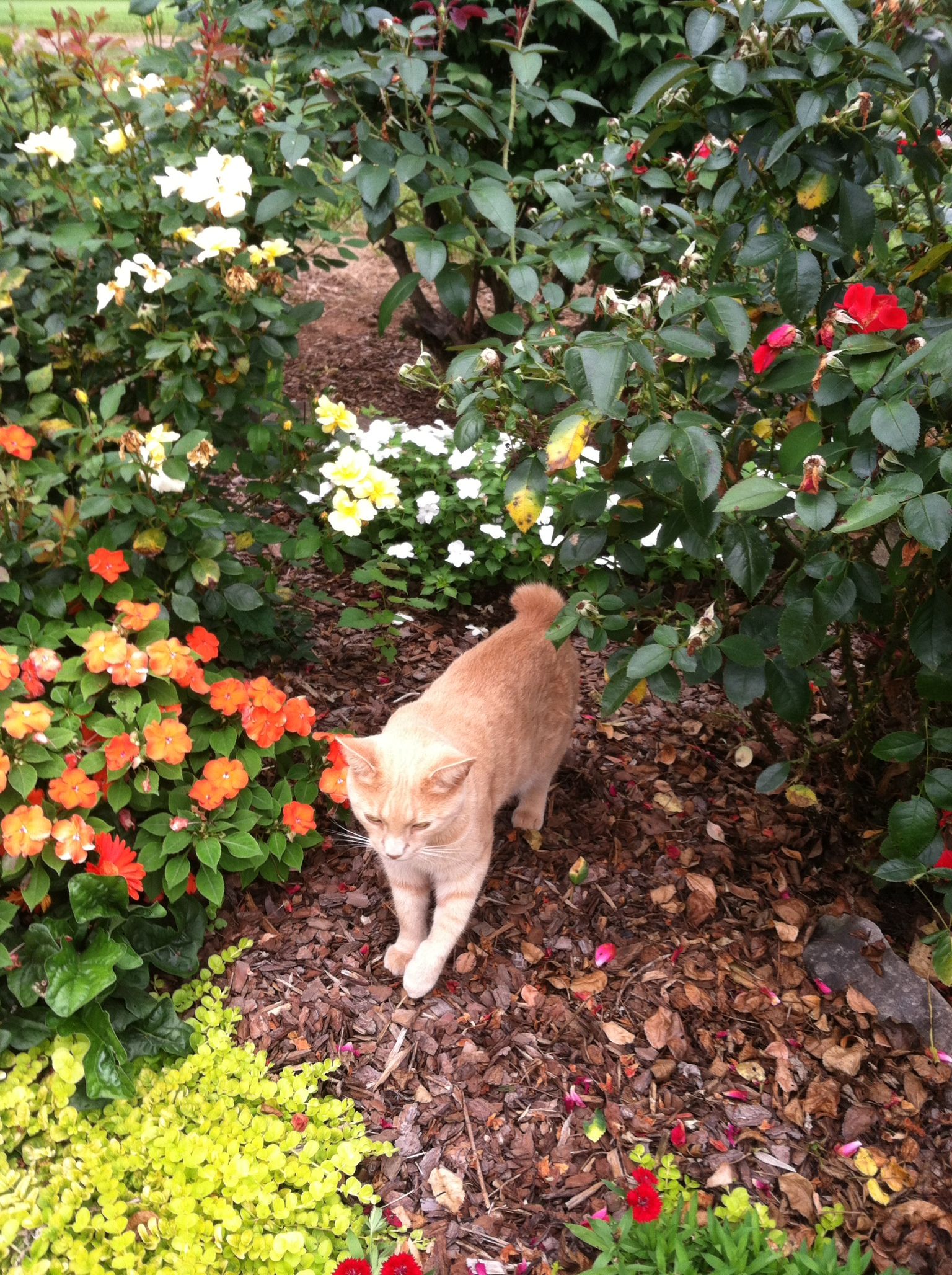 Terra Cotta Pot Crafts