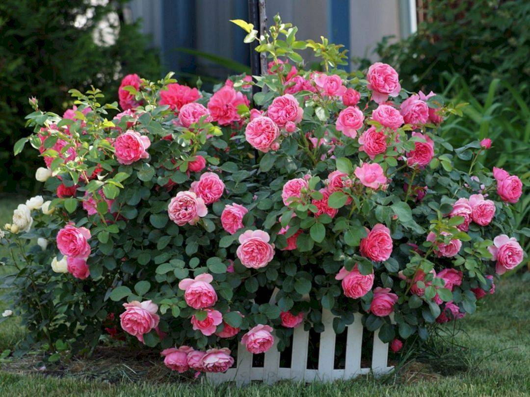 Lovely Small Flower Gardens