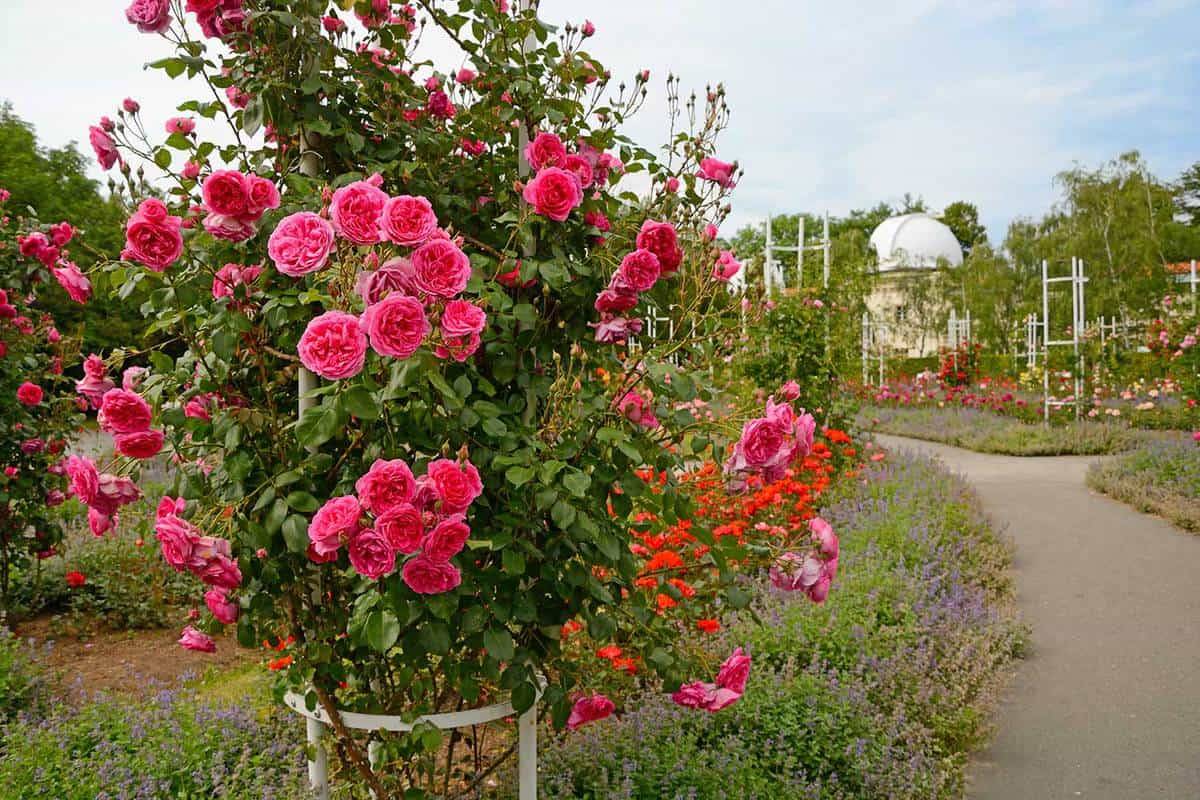 This Year Matchnesscom Rose Garden