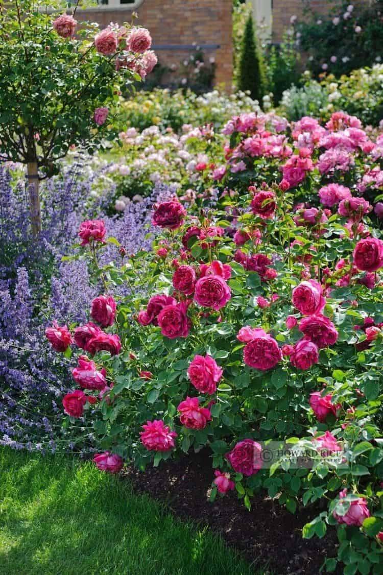 Garden Ideas Decoration Rose Garden Design
