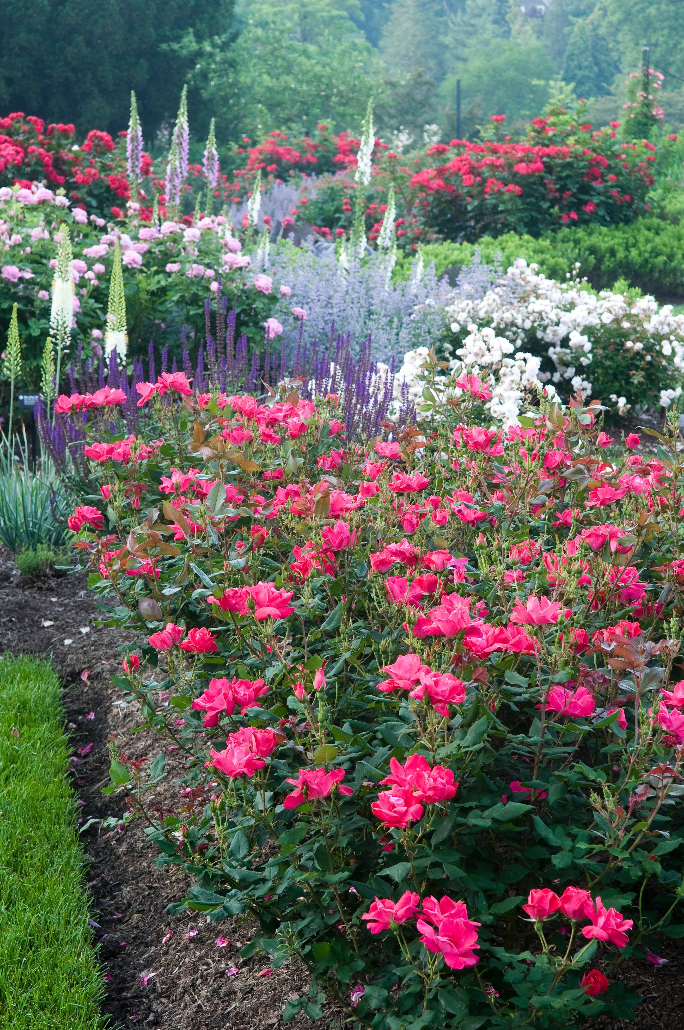 Cottage Garden Rose Garden Design