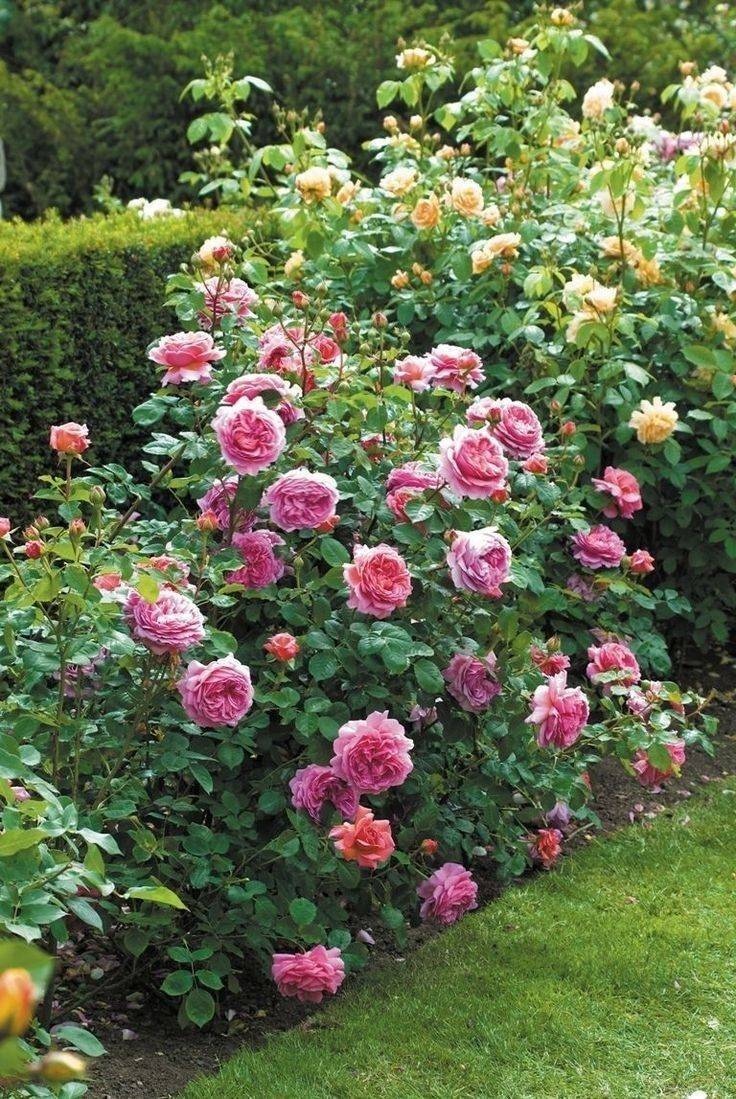 Our Landscaping