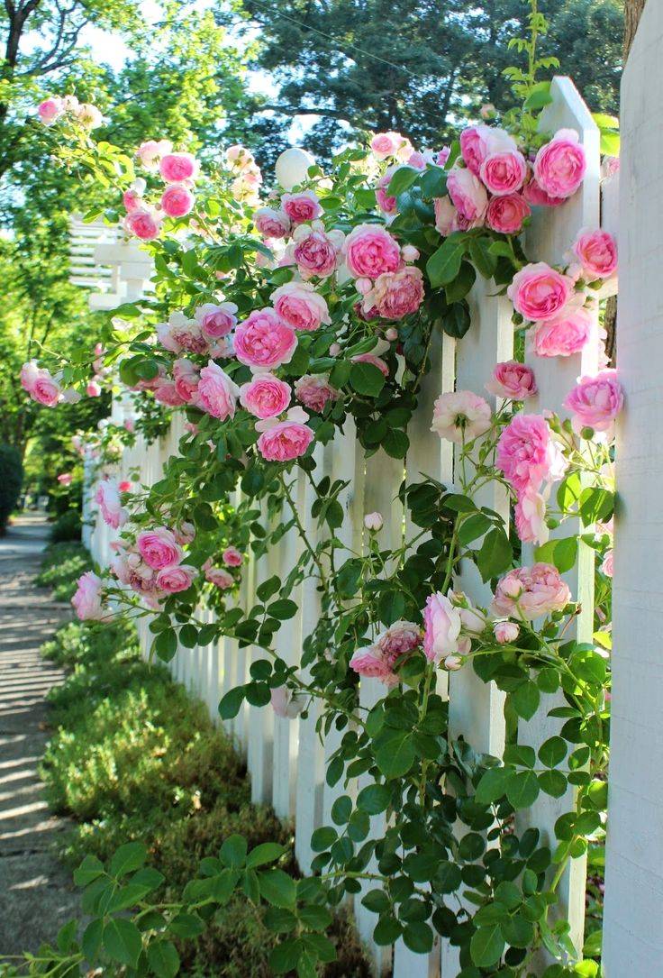 Rose Garden Design