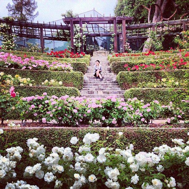 Berkeley Municipal Rose Garden