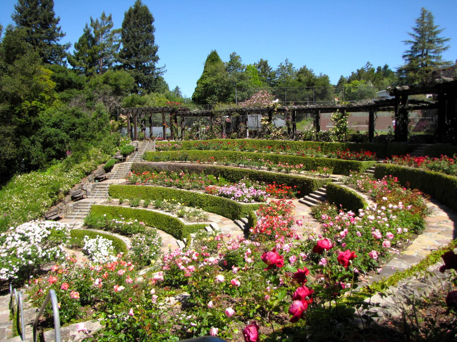 Berkeley Rose Garden