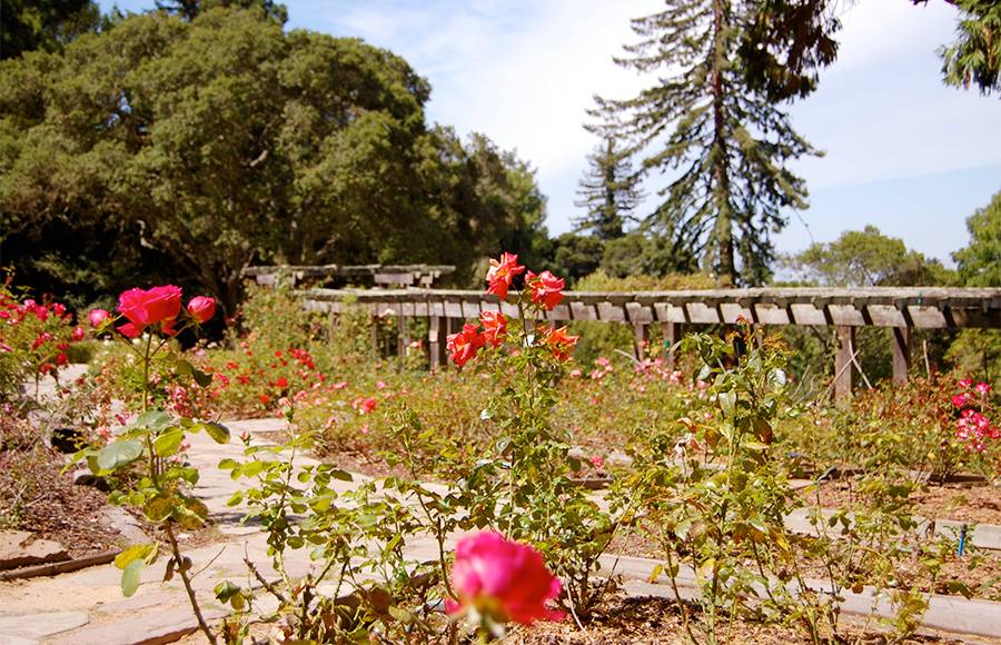 Berkeley Rose Garden Berkeley Hills