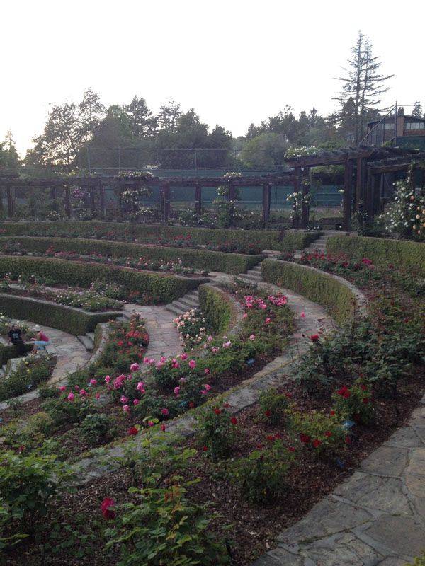 Rose Garden