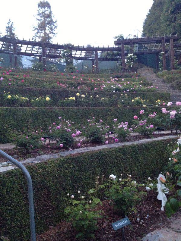 Berkeley Rose Garden Undergoes Restoration Project