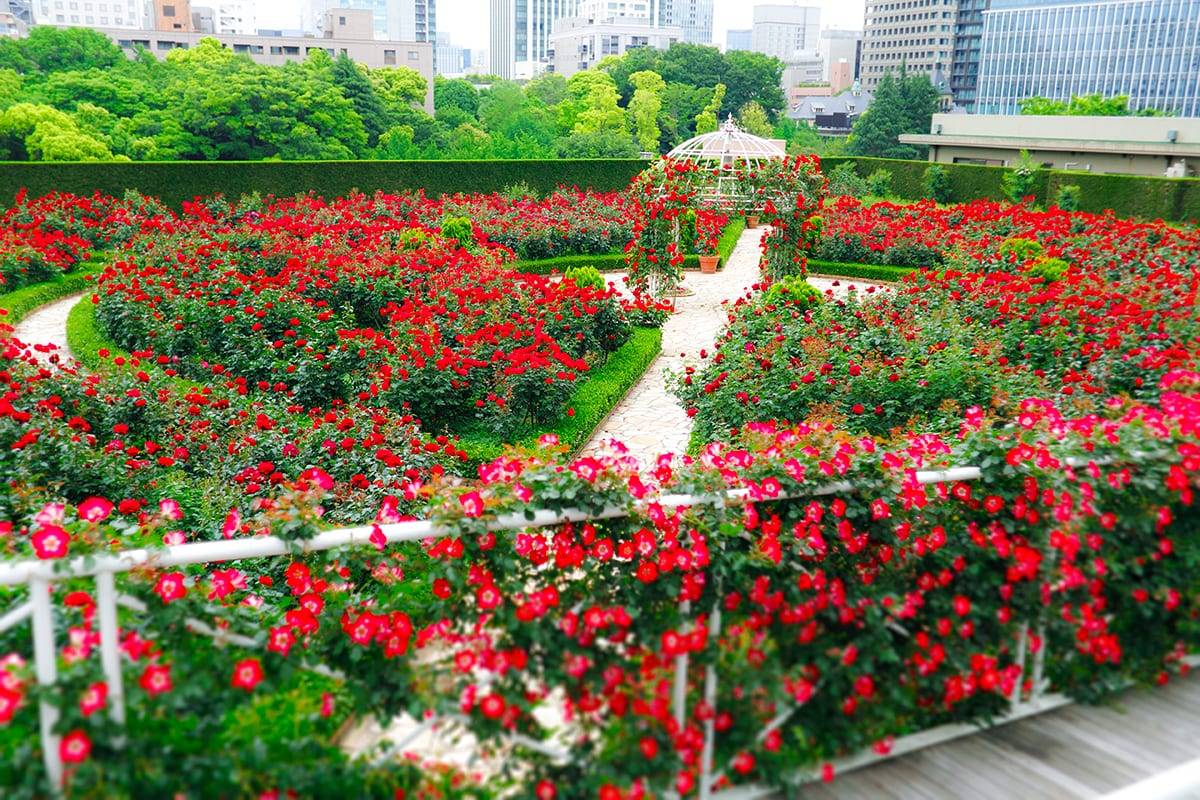 Berkeley Rose Garden