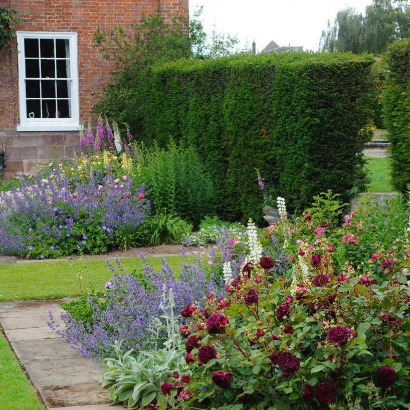 Munstead Wood Garden Garden Shrubs