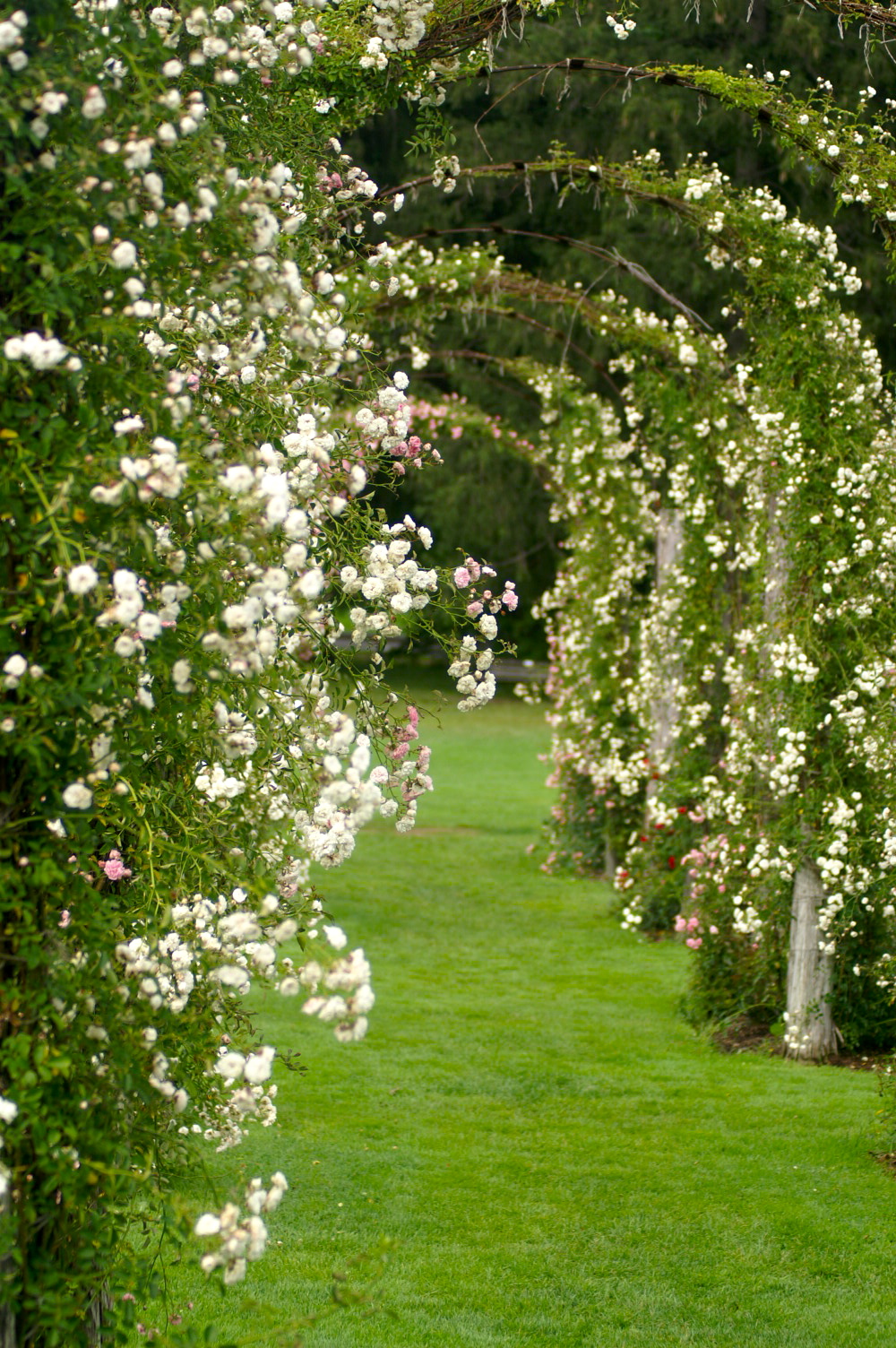 Stunning Cottage Style Garden Ideas