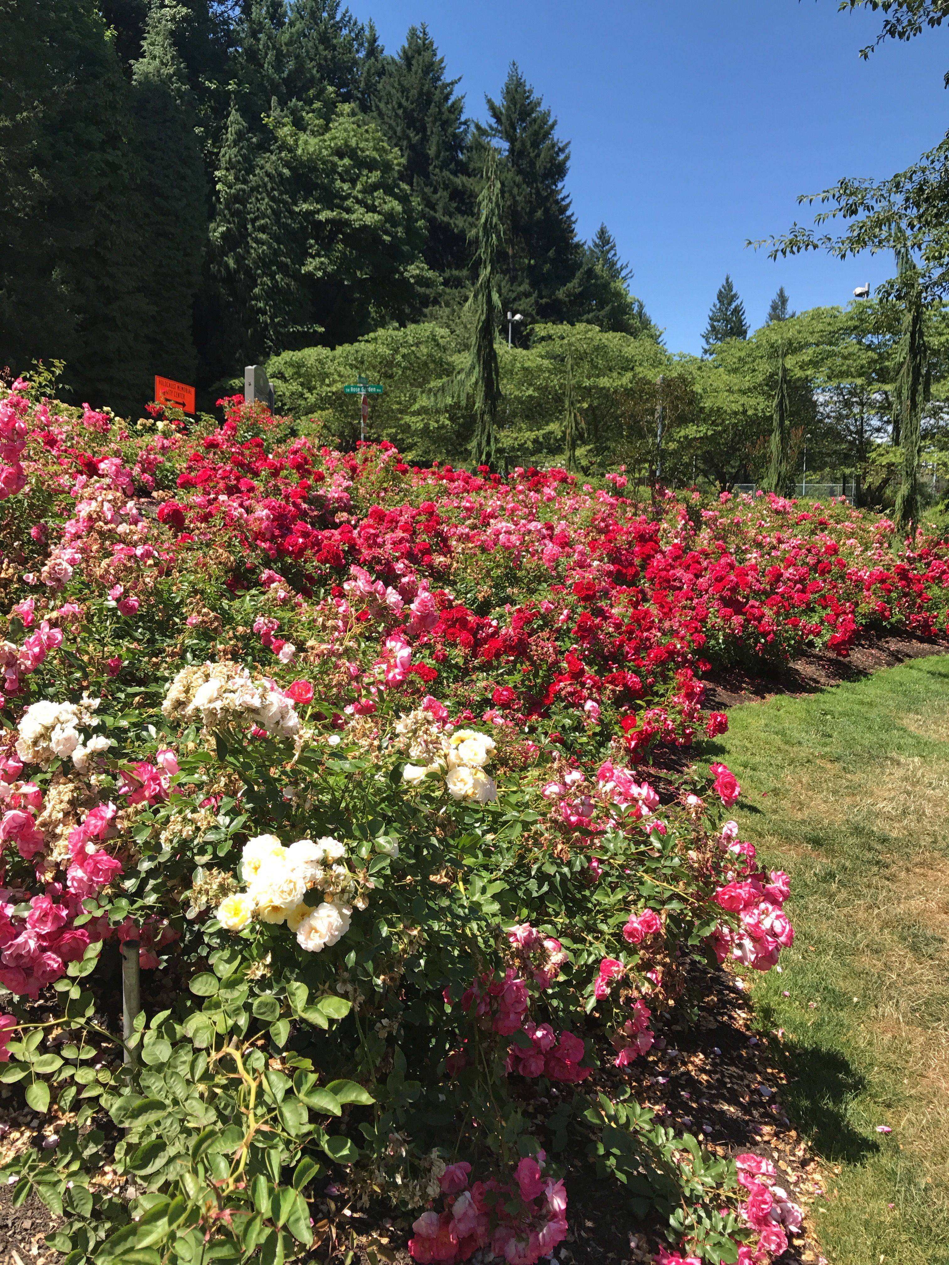 Portland Or International Rose Garden