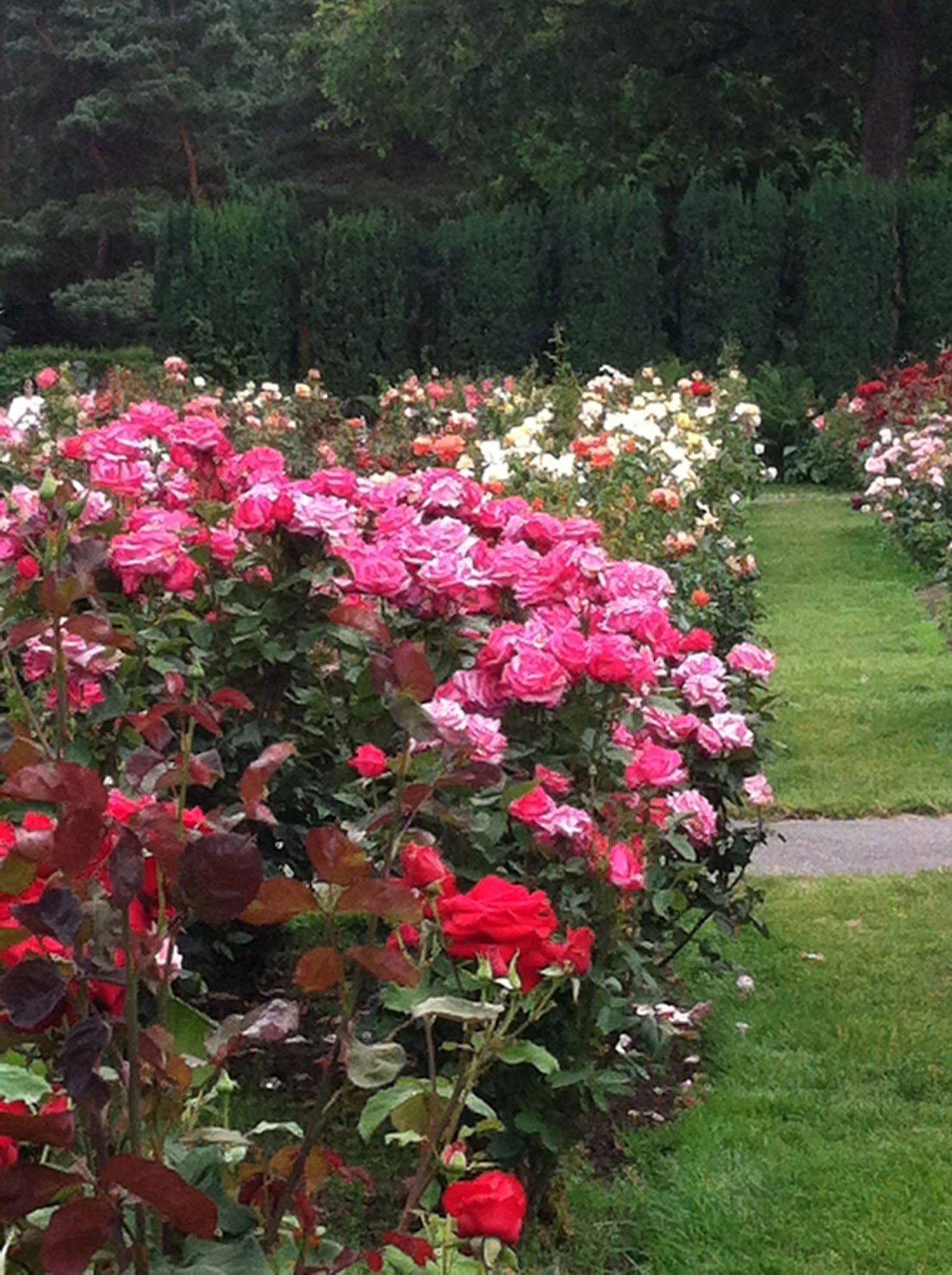 Portland Rose Garden Wonders