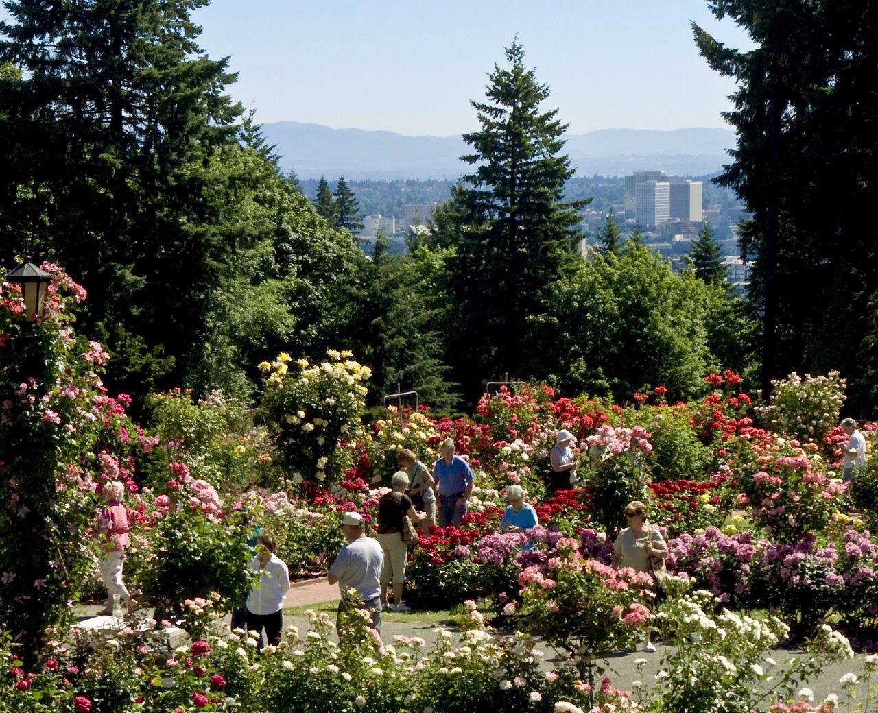 Rose Garden Rose Garden Portland