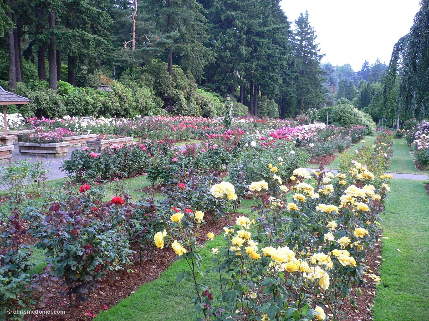 International Rose Test Garden