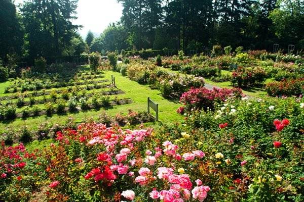 International Rose Test Garden Portland