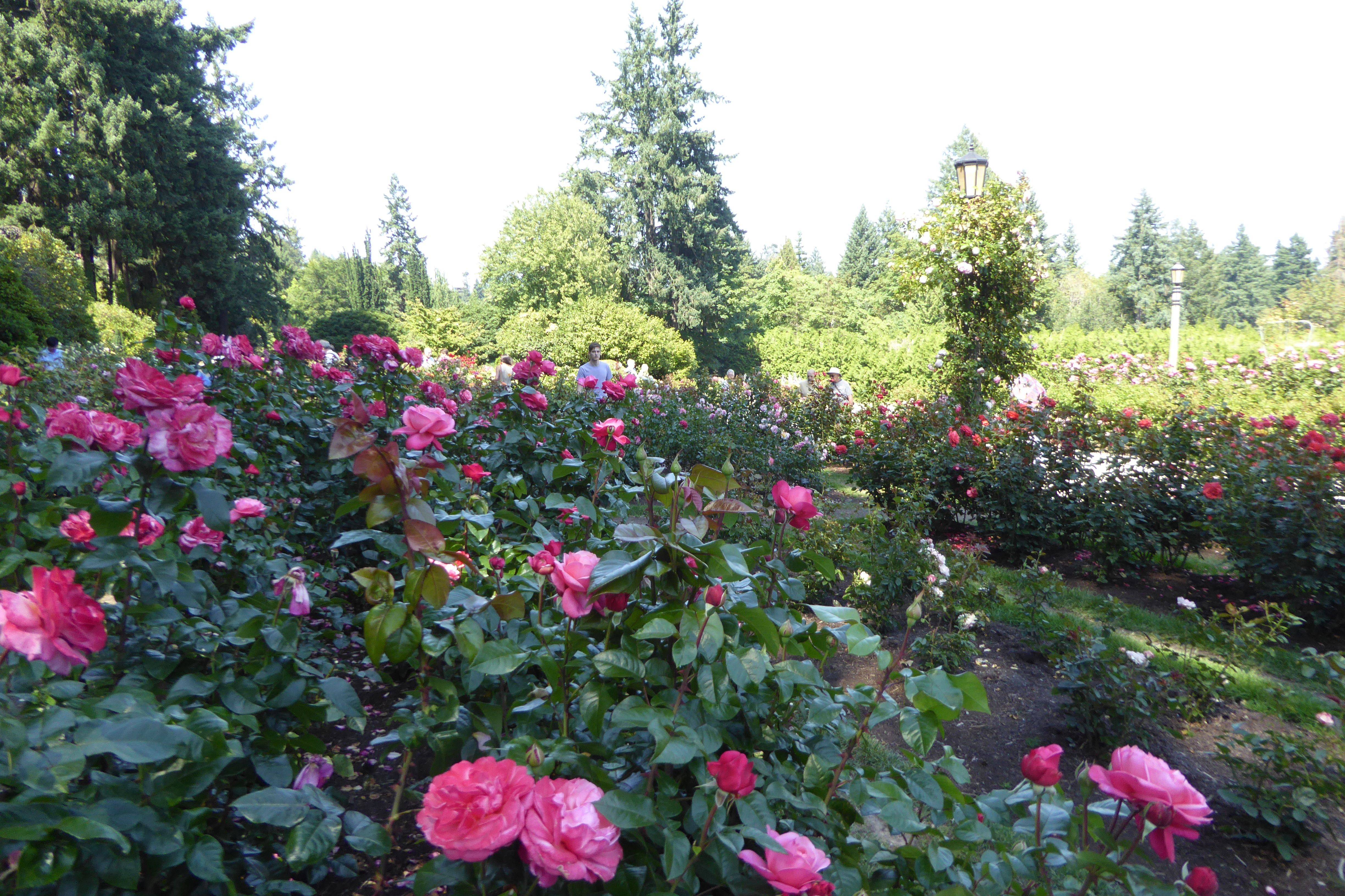 International Rose Test Garden Time