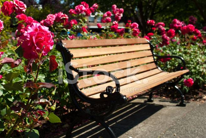 Rose Garden Stock Photo Image