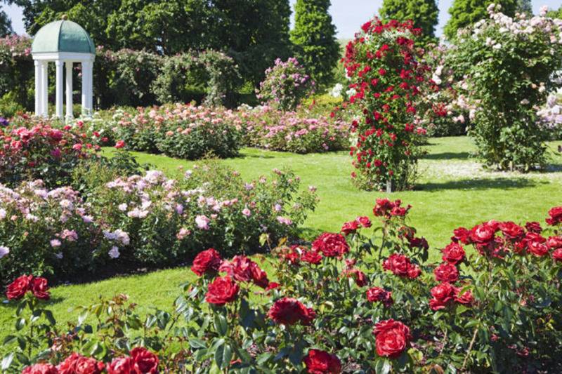 Mikes Backyard Nursery Garden