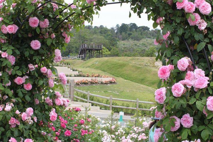 Amazing Backyard Rose Garden Ideas