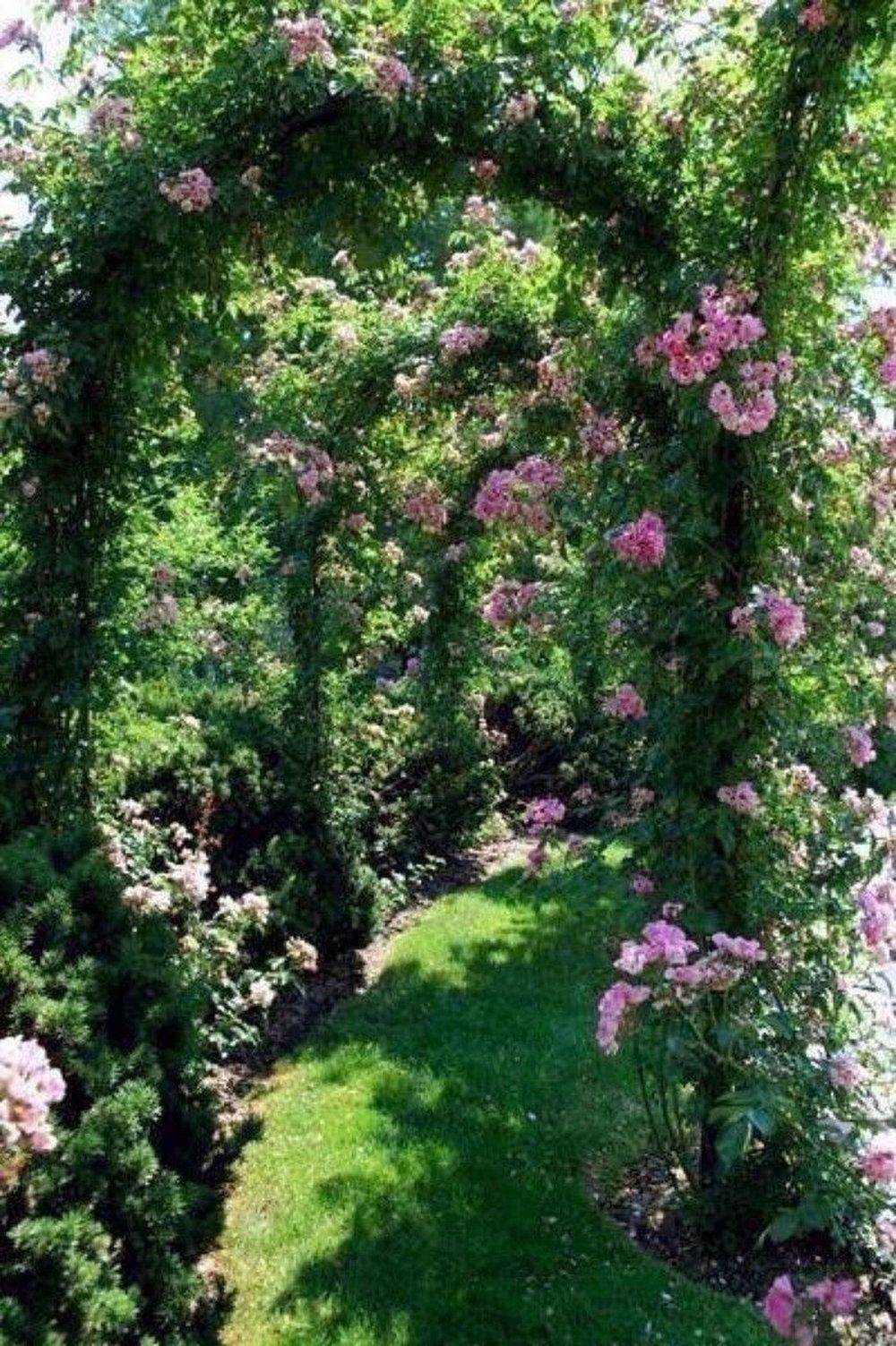 Lovely Pink Rose Gardening Ideas Backyard