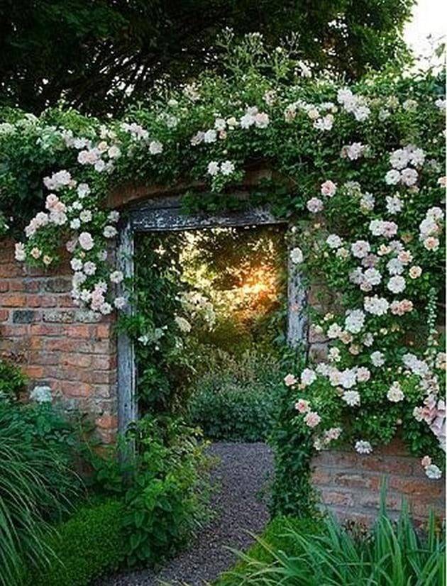 Climbing Roses