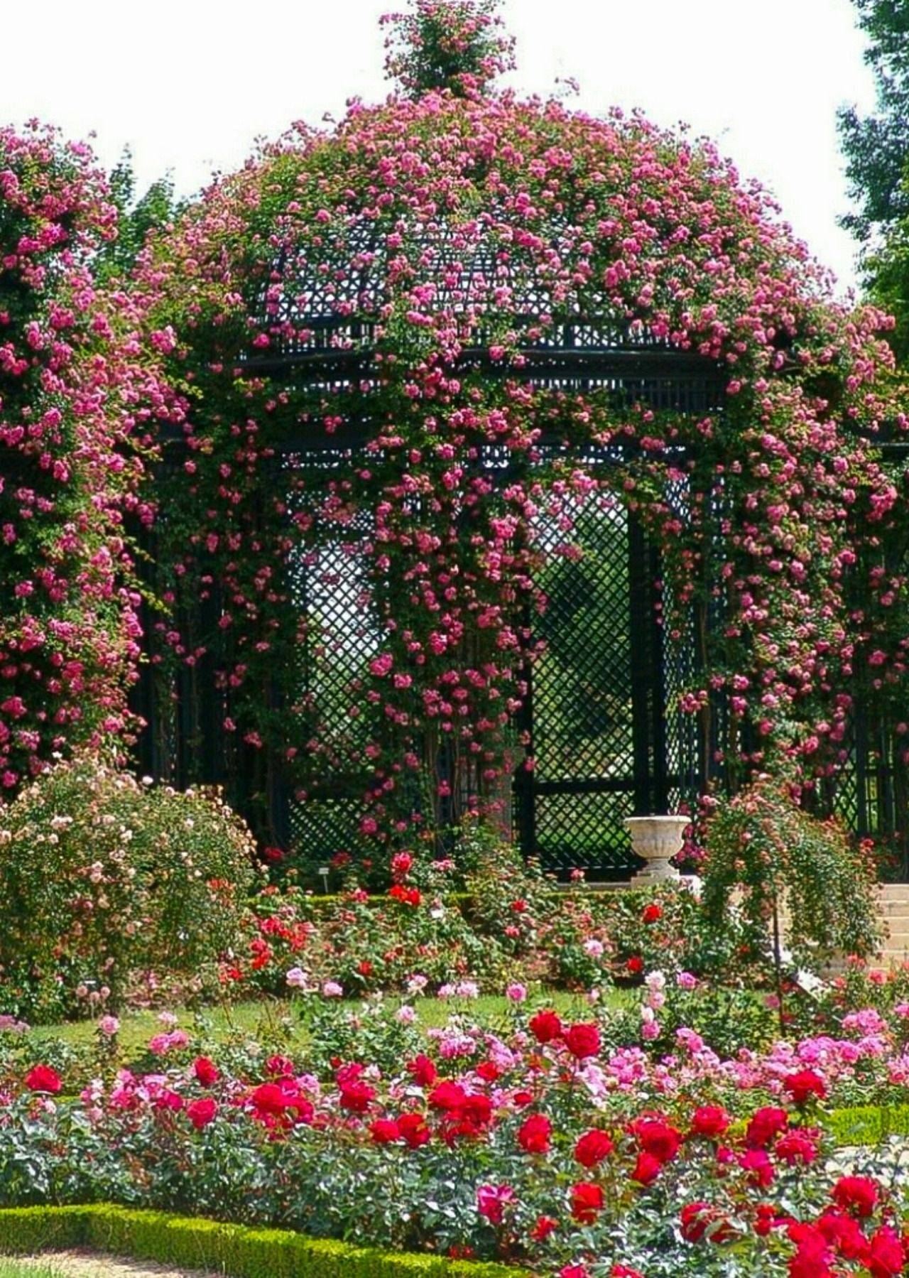 Climbing Roses