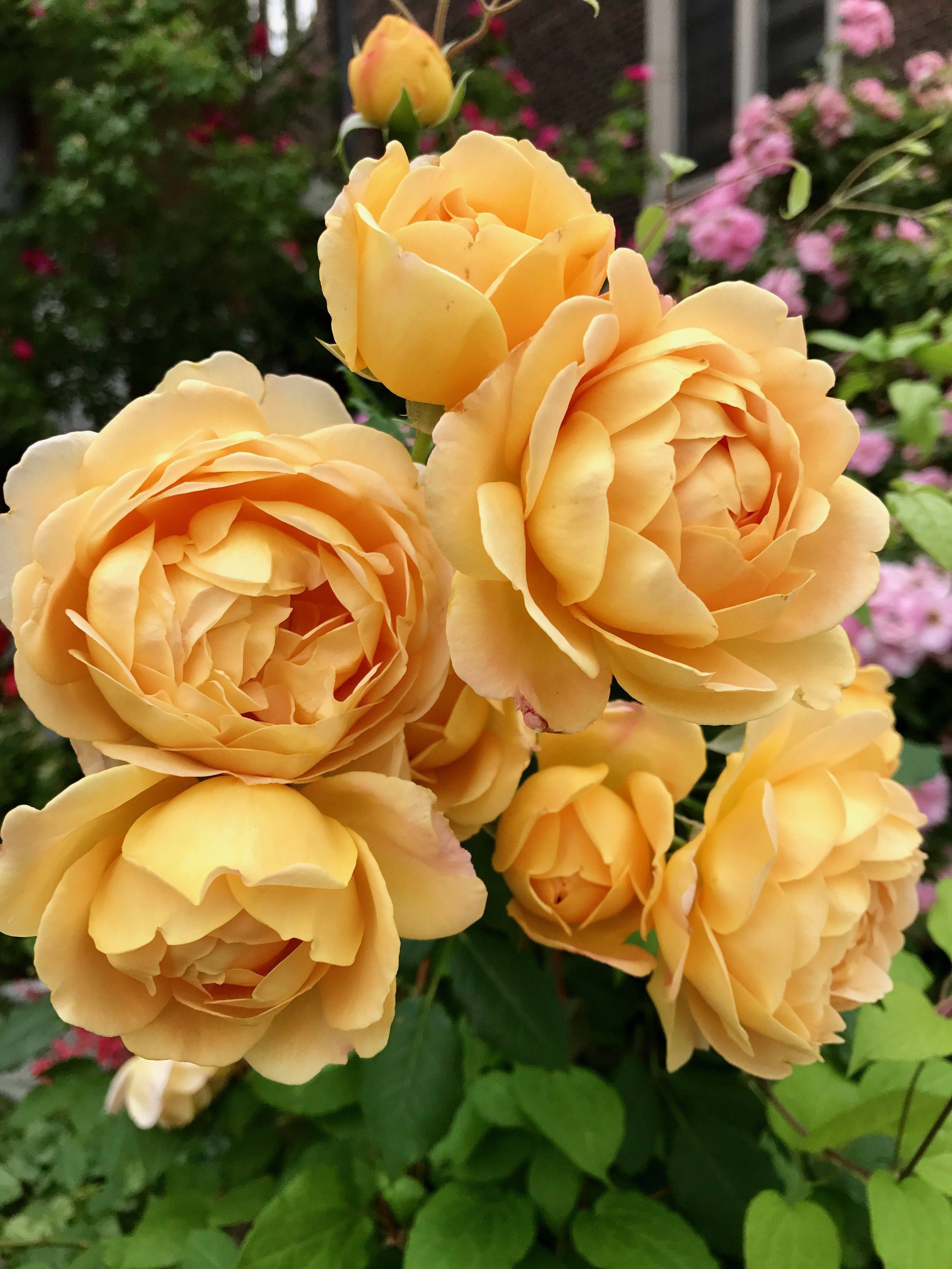 Secret Garden Rose Bush